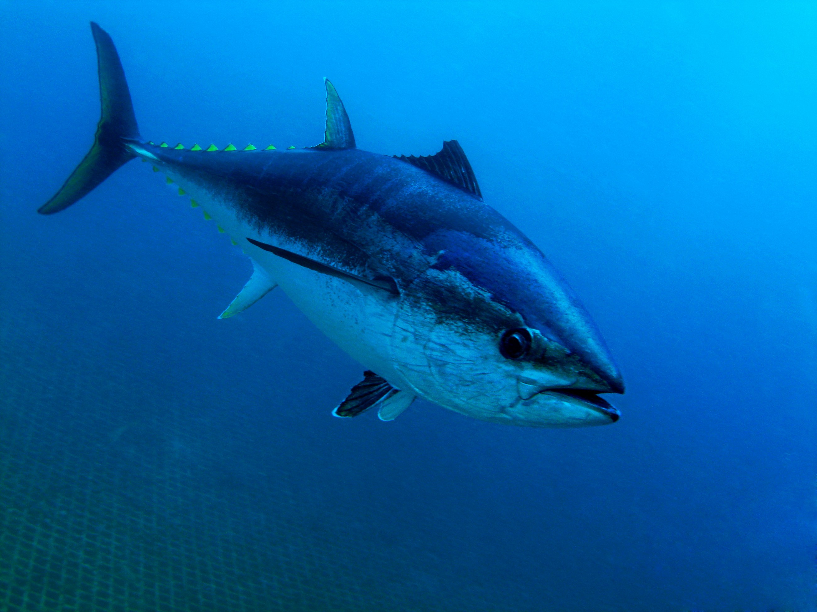 Thunnus thynnus (Linnaeus, 1758)